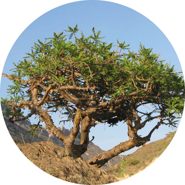 árvore boswellia
